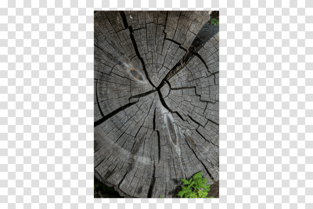 Dried Tree Stump Poster 20 X30 Tree Stump, Plant, Tree Trunk, Wood, Mud Transparent Png