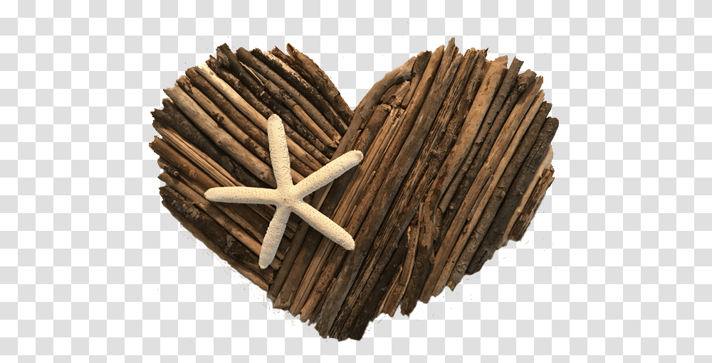 Driftwood Christmas Tree Wood, Animal, Sea Life, Invertebrate, Team Sport Transparent Png