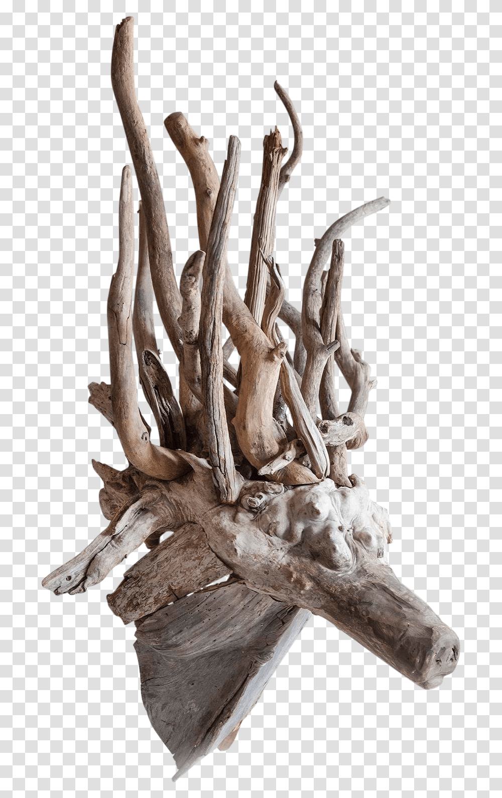 Driftwood Fantasy Animal Head Sculpture 6926 Driftwood, Antler Transparent Png