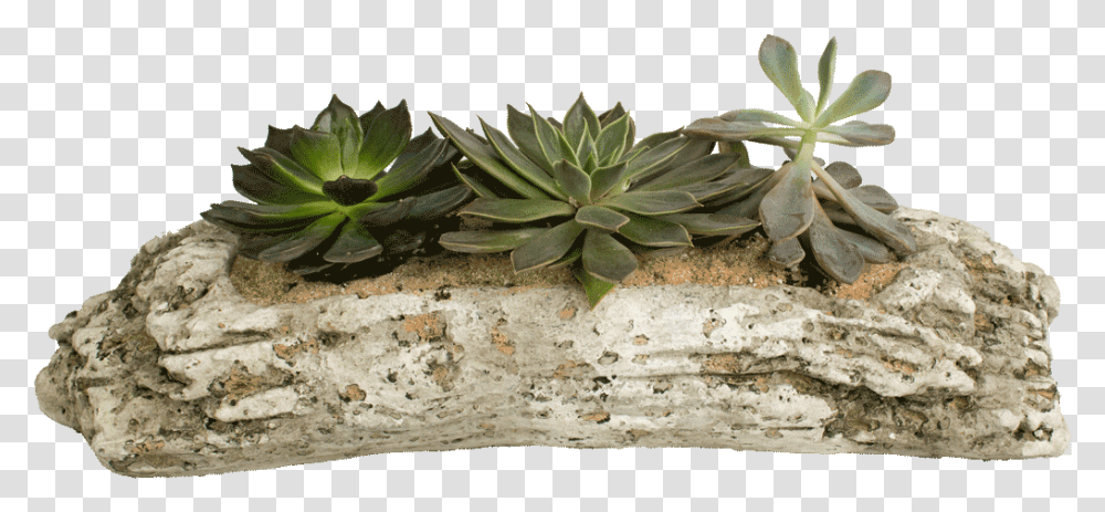 Driftwood Succulents In Driftwood, Plant, Flower, Blossom, Agavaceae Transparent Png