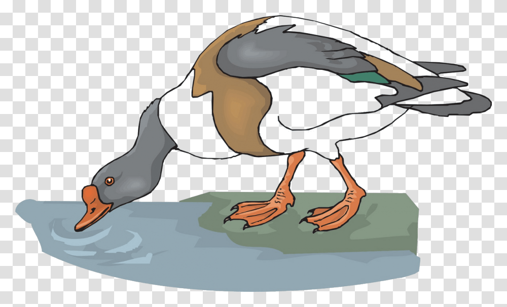 Drinking Water Cartoon, Goose, Bird, Animal, Helmet Transparent Png