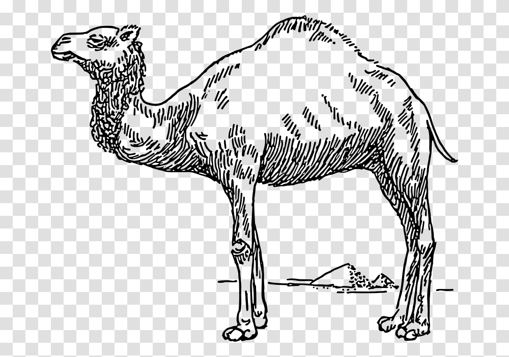 Dromedary, Animals, Gray, World Of Warcraft Transparent Png