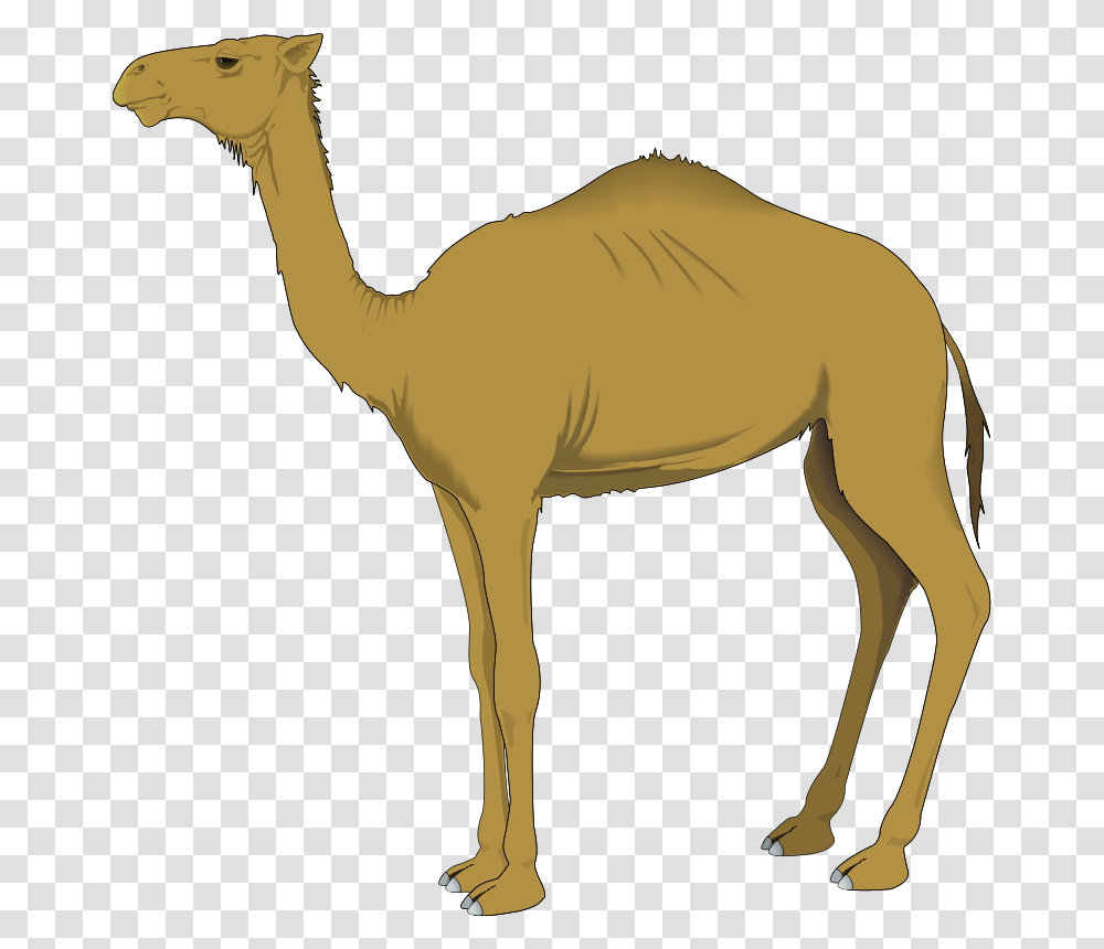 Dromedary Computer Icons Clip Art Clipart Of Camel, Mammal, Animal, Horse, Antelope Transparent Png