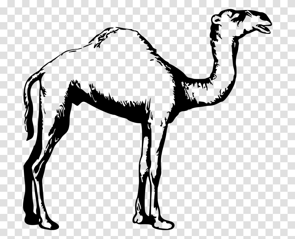 Dromedary Drawing Black And White Animal Camel, Gray, World Of Warcraft Transparent Png