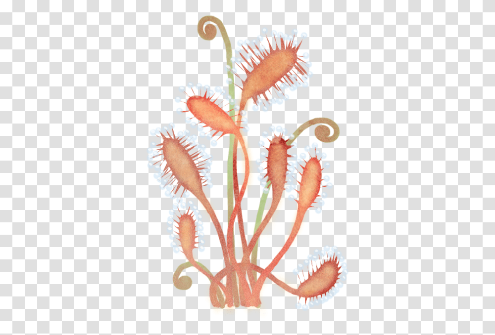 Drosera Up Embroidery, Plant, Sea Life, Animal, Flower Transparent Png