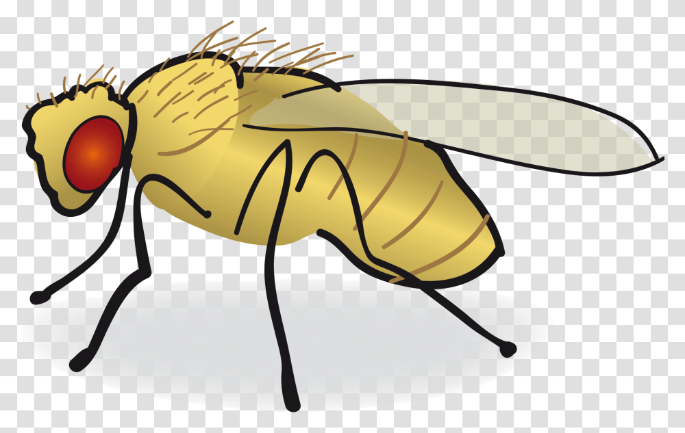 Drosophila Clipart Clip Art Images, Animal, Insect, Invertebrate, Wasp Transparent Png