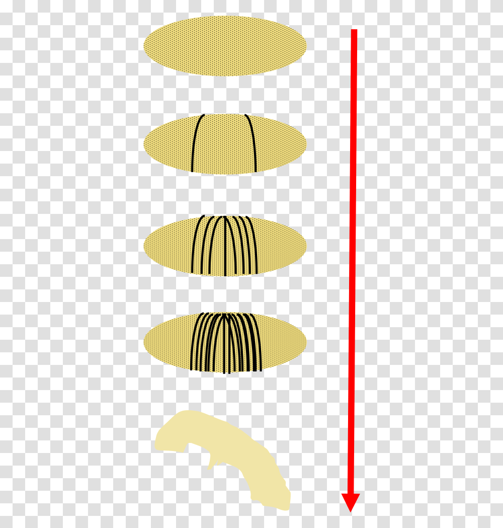 Drosophila Embryo Development Horizontal, Lampshade Transparent Png