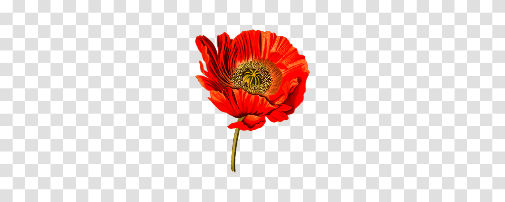 Drug Technology, Plant, Flower, Blossom Transparent Png