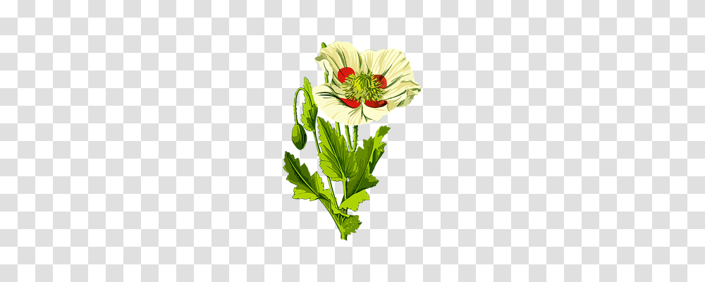 Drug Technology, Plant, Flower, Blossom Transparent Png