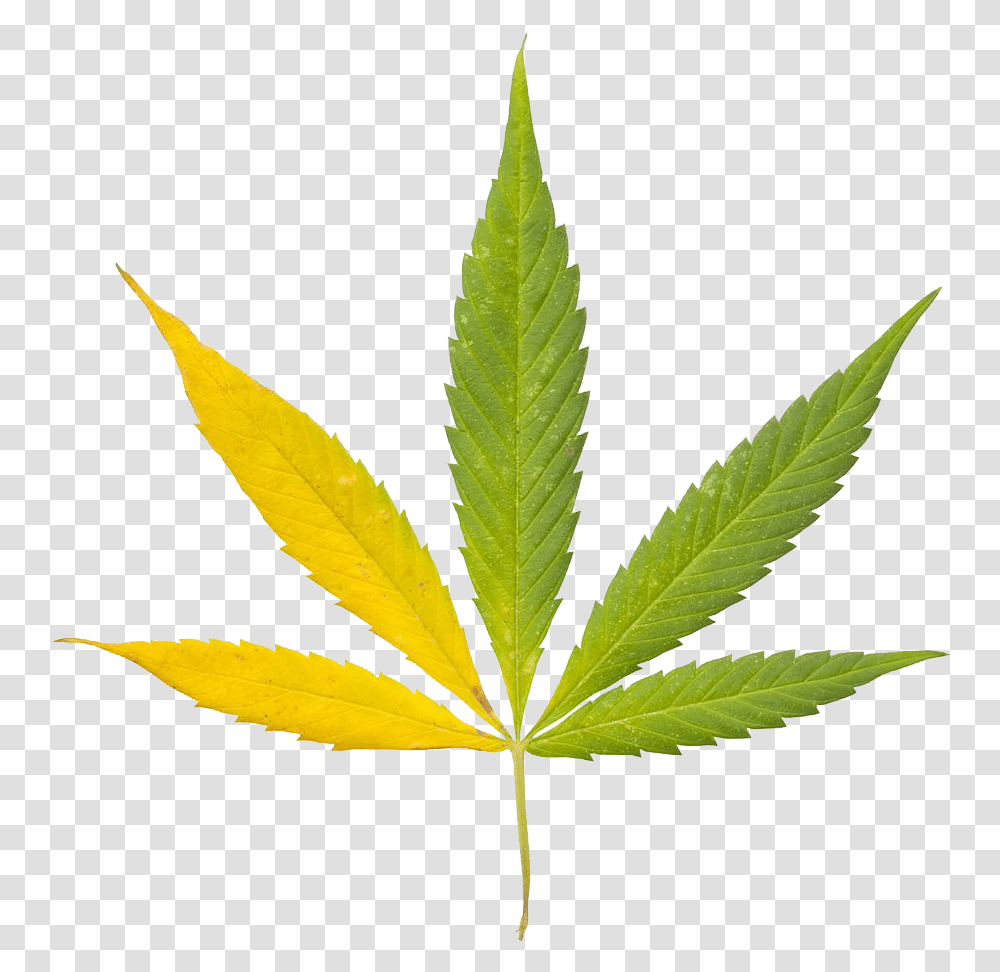 Drugs Leaf, Plant, Weed, Hemp Transparent Png