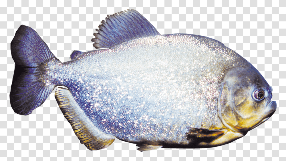 Druhy Krmiva Bait Fish, Animal, Aquatic, Water, Sea Life Transparent Png