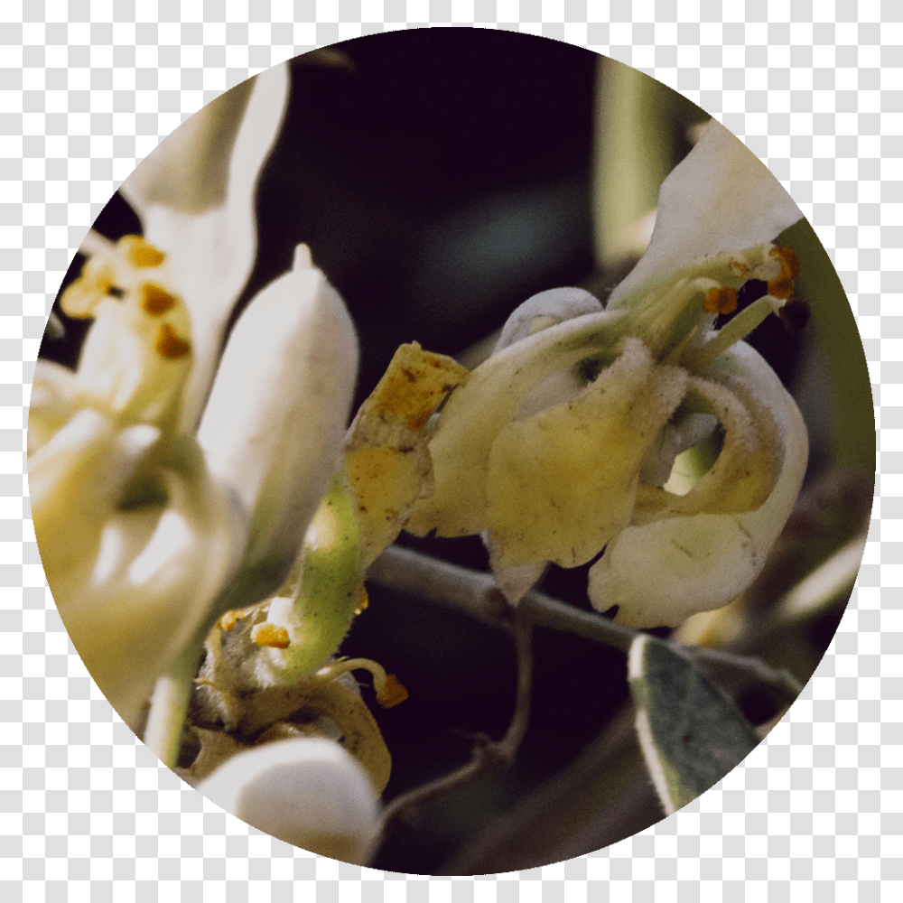 Drumstick Tree Magnolia Magnolia, Plant, Flower, Blossom, Acanthaceae Transparent Png
