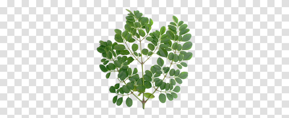 Drumstick Tree & Free Treepng Moringa Leaves Hd, Plant, Leaf, Flower, Grass Transparent Png