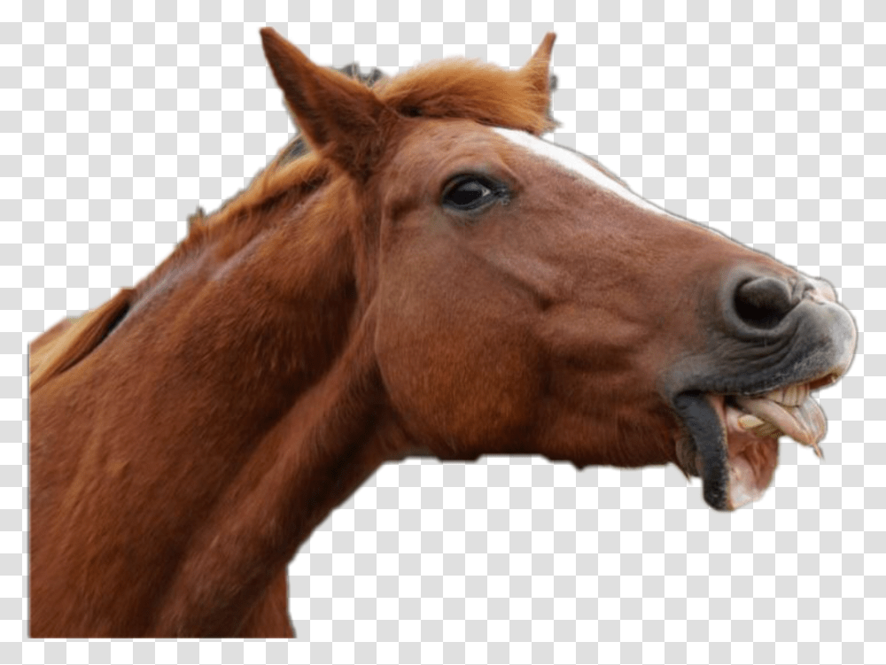Drunk Horses, Colt Horse, Mammal, Animal, Stallion Transparent Png