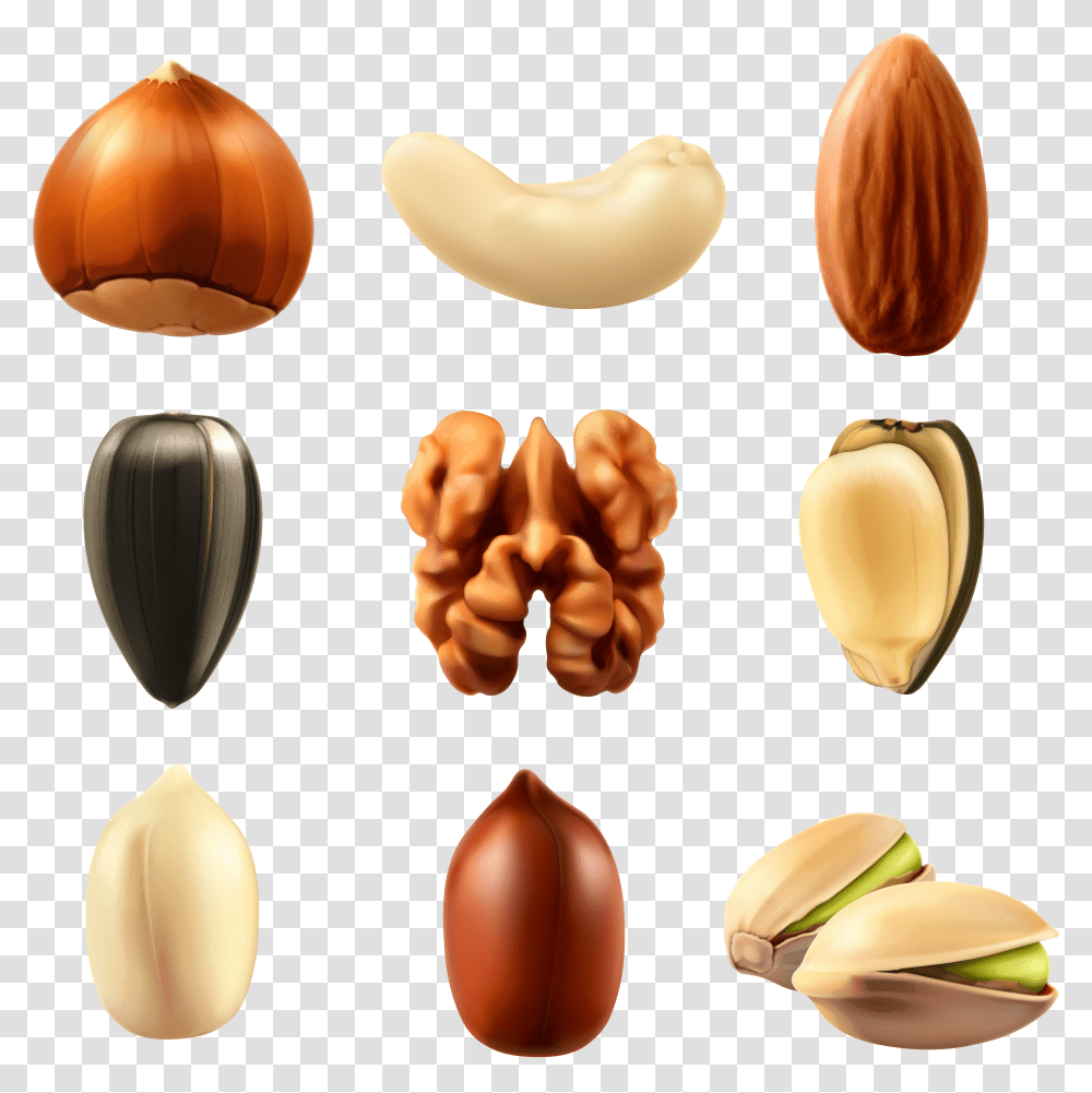 Dry Fruits Vector Download Nuts Vector Transparent Png