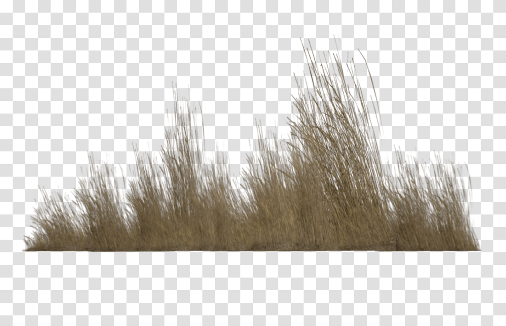 Dry Grass Clipart Greenery Background Dry Grass, Plant, Tree, Brush, Nature Transparent Png
