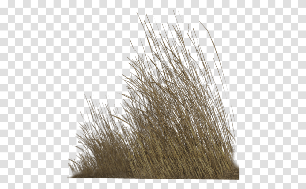 Dry Grass Hd Download Dry Grass, Plant, Lawn, Reed, Agropyron Transparent Png