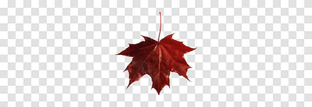 Dry Leaf Image, Plant, Tree, Maple, Maple Leaf Transparent Png