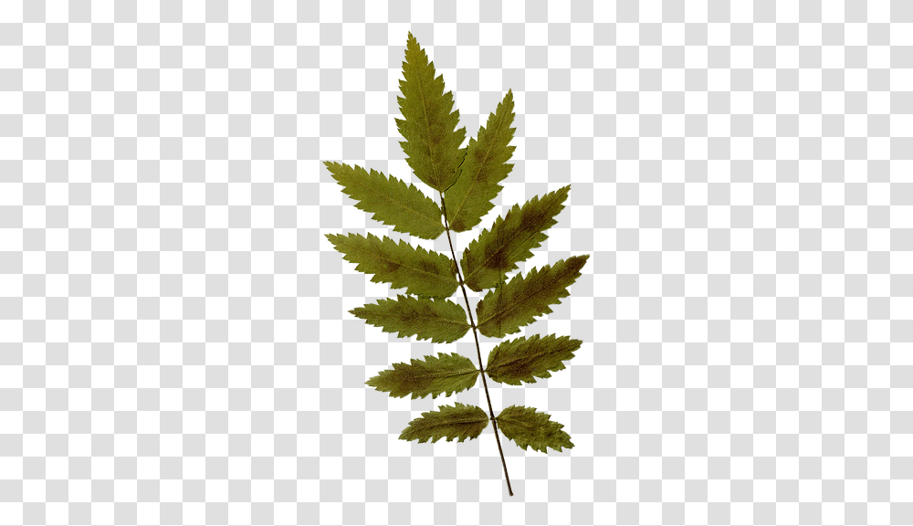 Dry Leaf Leaf, Plant, Veins, Fern Transparent Png