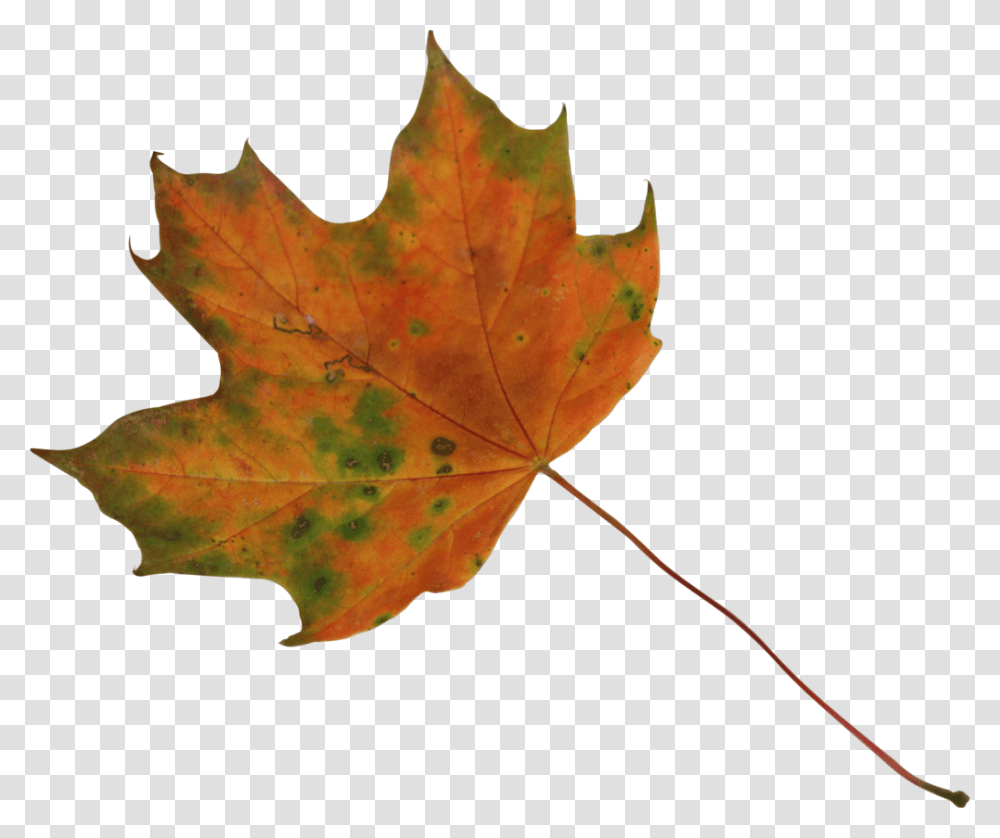 Dry Leaves Maple Leaf Render, Plant, Tree, Bonfire, Flame Transparent Png