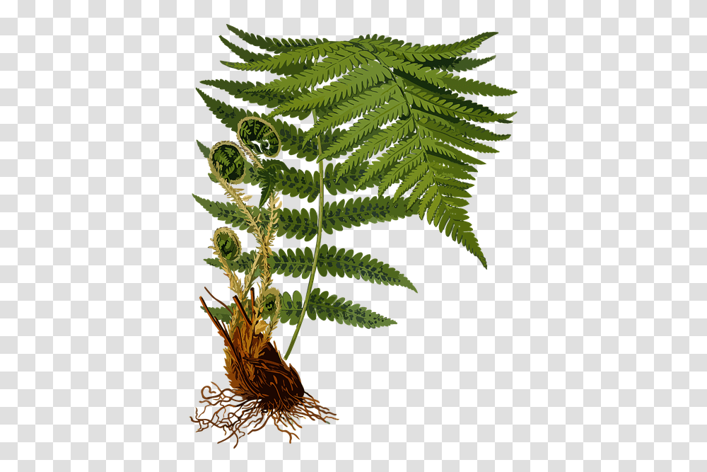 Dryopteris Filix Mas, Plant, Fern, Painting Transparent Png