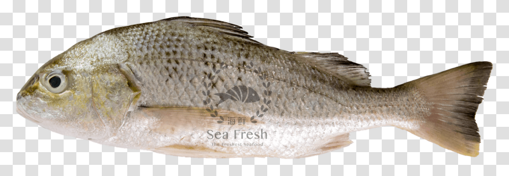 Dsc 9653 Snapper, Fish, Animal, Mullet Fish, Sea Life Transparent Png