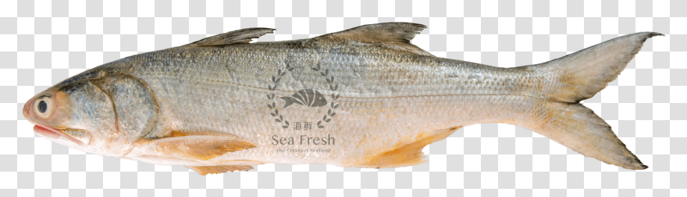 Dsc 9676 Senangin Fish, Animal, Perch, Sea Life, Mullet Fish Transparent Png