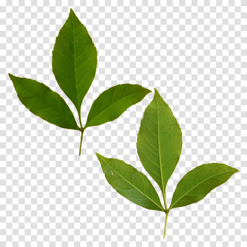 Dual Tri Leaf Buttonbush, Plant, Green, Annonaceae, Tree Transparent Png