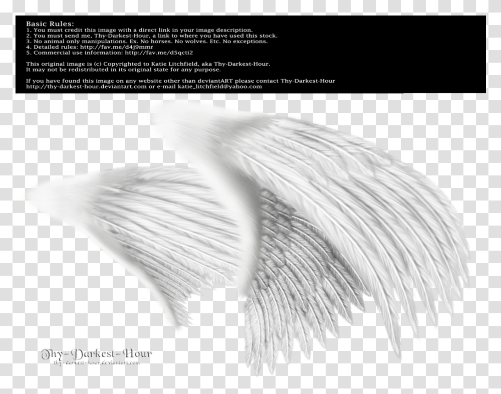 Dual White Med Angel Wings Side View, Bird, Animal, Waterfowl Transparent Png
