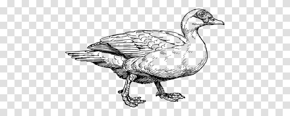 Duck Technology, Gray, World Of Warcraft Transparent Png