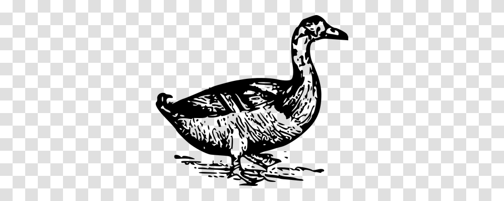 Duck Technology, Gray, World Of Warcraft Transparent Png