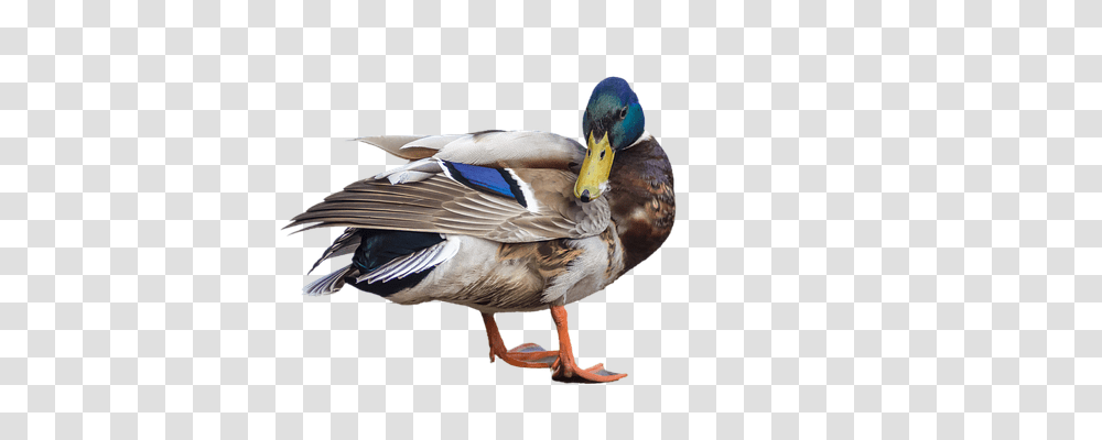 Duck Animals, Bird, Waterfowl, Mallard Transparent Png