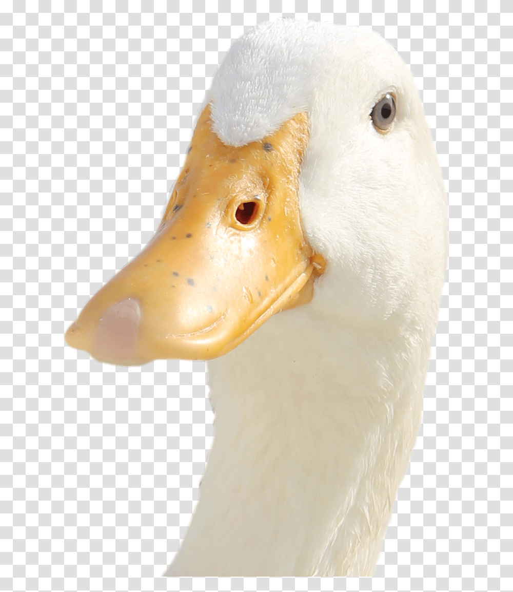 Duck 2012, Beak, Bird, Animal, Goose Transparent Png