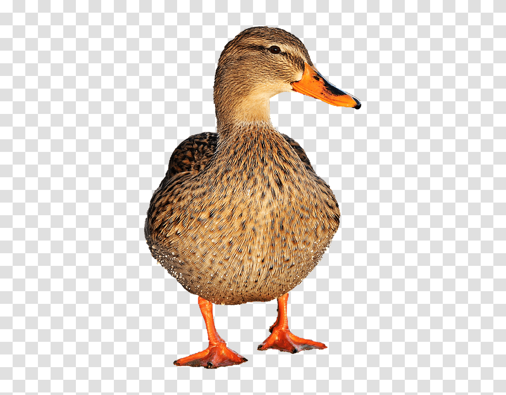 Duck 960, Animals, Bird, Waterfowl, Mallard Transparent Png