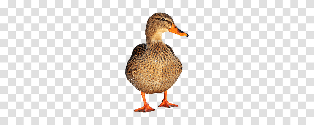 Duck Nature, Bird, Animal, Waterfowl Transparent Png