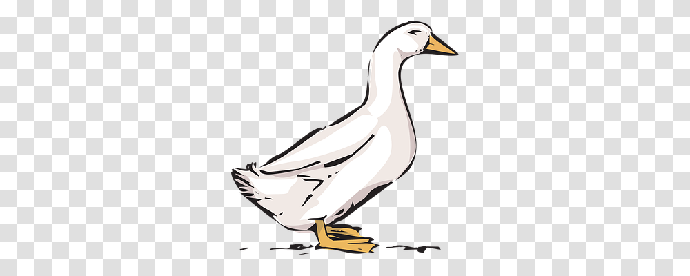 Duck Animals, Bird, Goose, Waterfowl Transparent Png