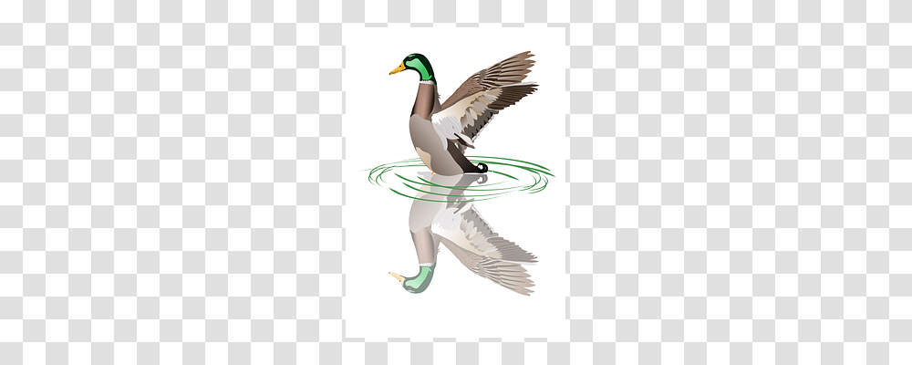 Duck Waterfowl, Bird, Animal, Mallard Transparent Png