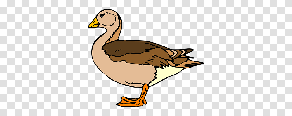 Duck Animals, Goose, Bird, Waterfowl Transparent Png