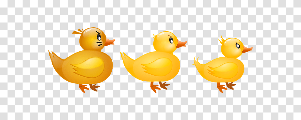 Duck Animals, Bird, Poultry, Fowl Transparent Png