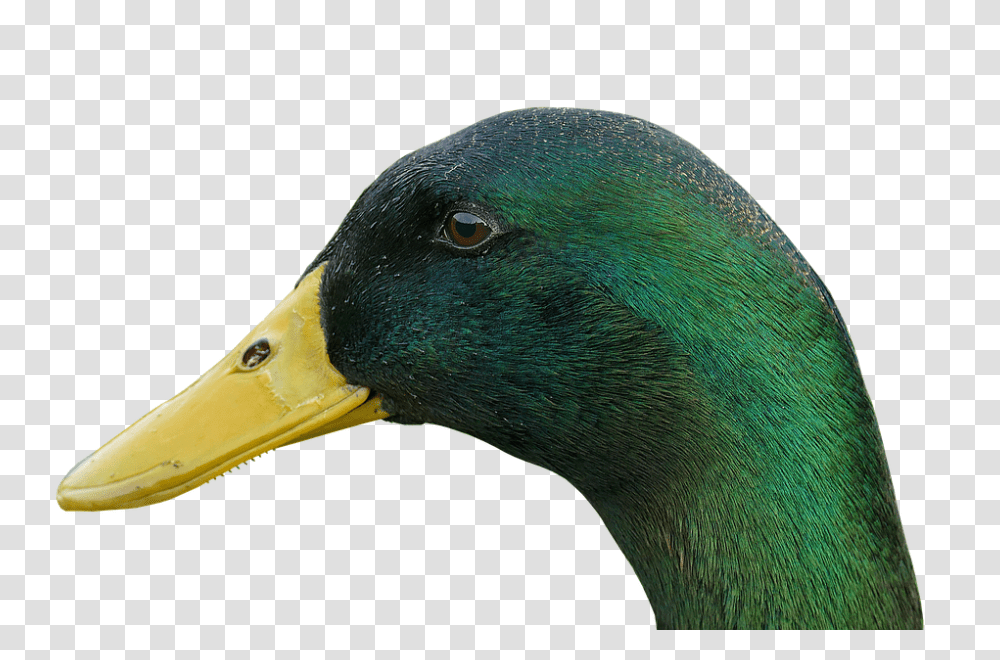 Duck 960, Animals, Waterfowl, Bird, Mallard Transparent Png