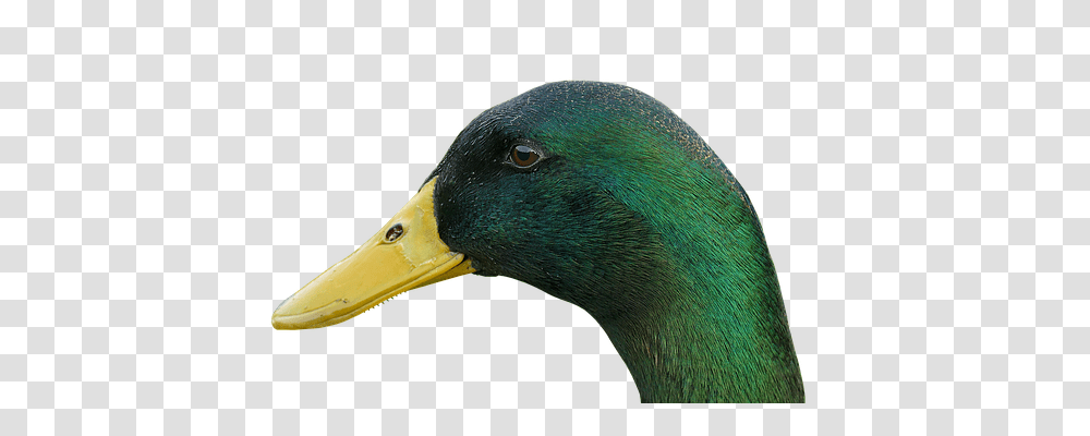 Duck Animals, Waterfowl, Bird, Beak Transparent Png