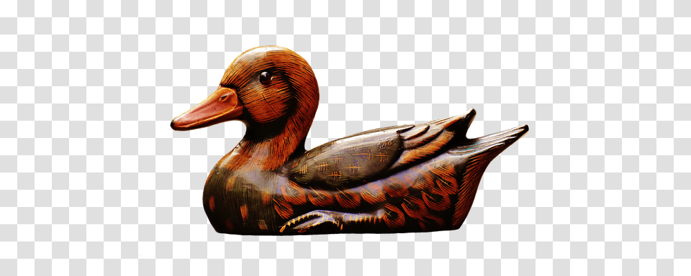 Duck Animals, Bird, Beak Transparent Png