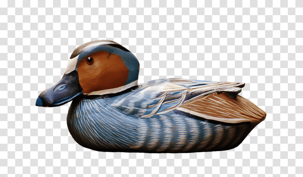 Duck 960, Animals, Bird, Teal, Mallard Transparent Png