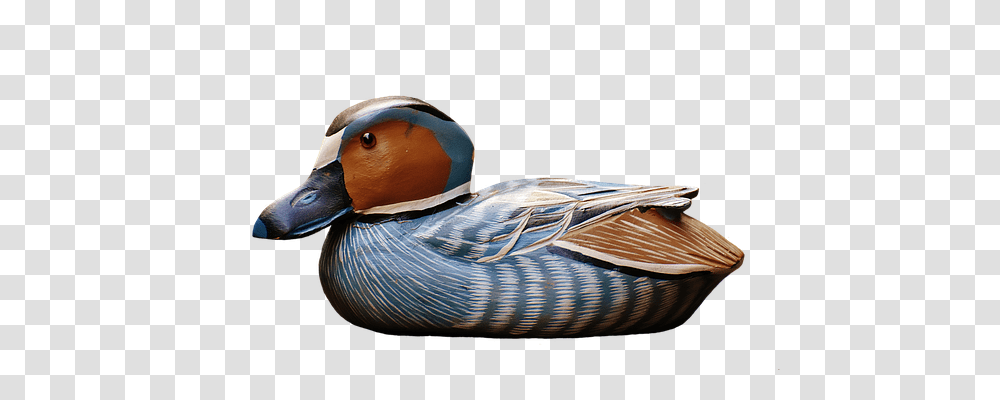 Duck Animals, Bird, Teal, Waterfowl Transparent Png