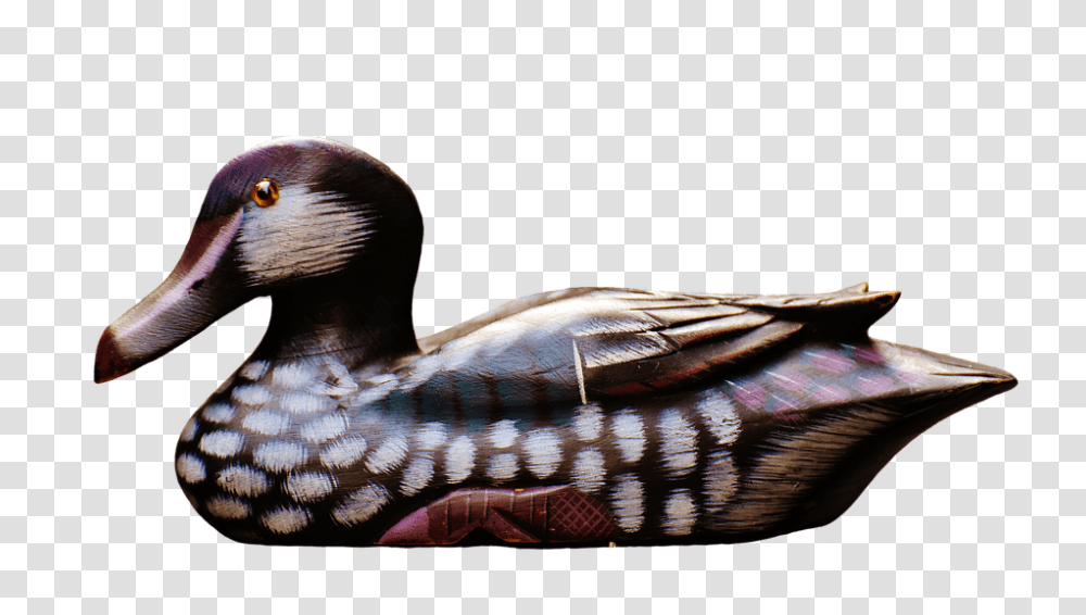 Duck 960, Animals, Bird, Teal, Waterfowl Transparent Png