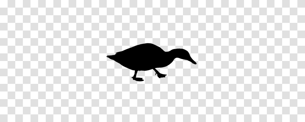 Duck Animals, Gray, World Of Warcraft Transparent Png