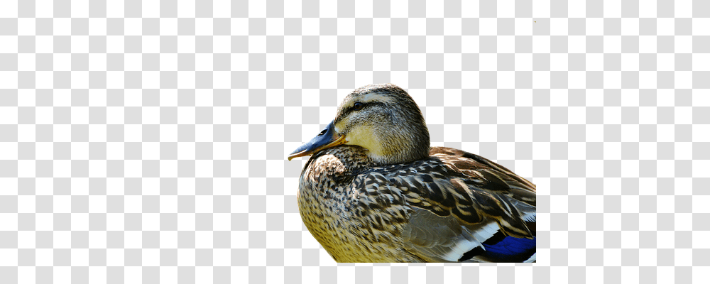 Duck Nature, Bird, Animal, Waterfowl Transparent Png