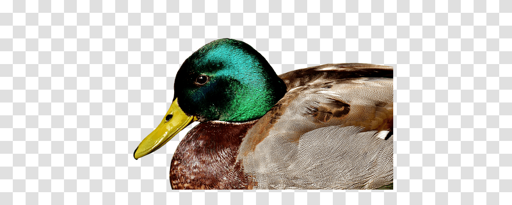 Duck Nature, Waterfowl, Bird, Animal Transparent Png