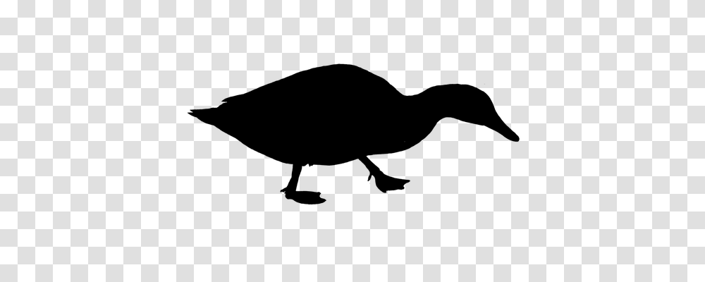 Duck Animals, Gray, World Of Warcraft Transparent Png