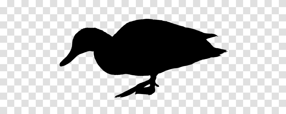 Duck Animals, Gray, World Of Warcraft Transparent Png